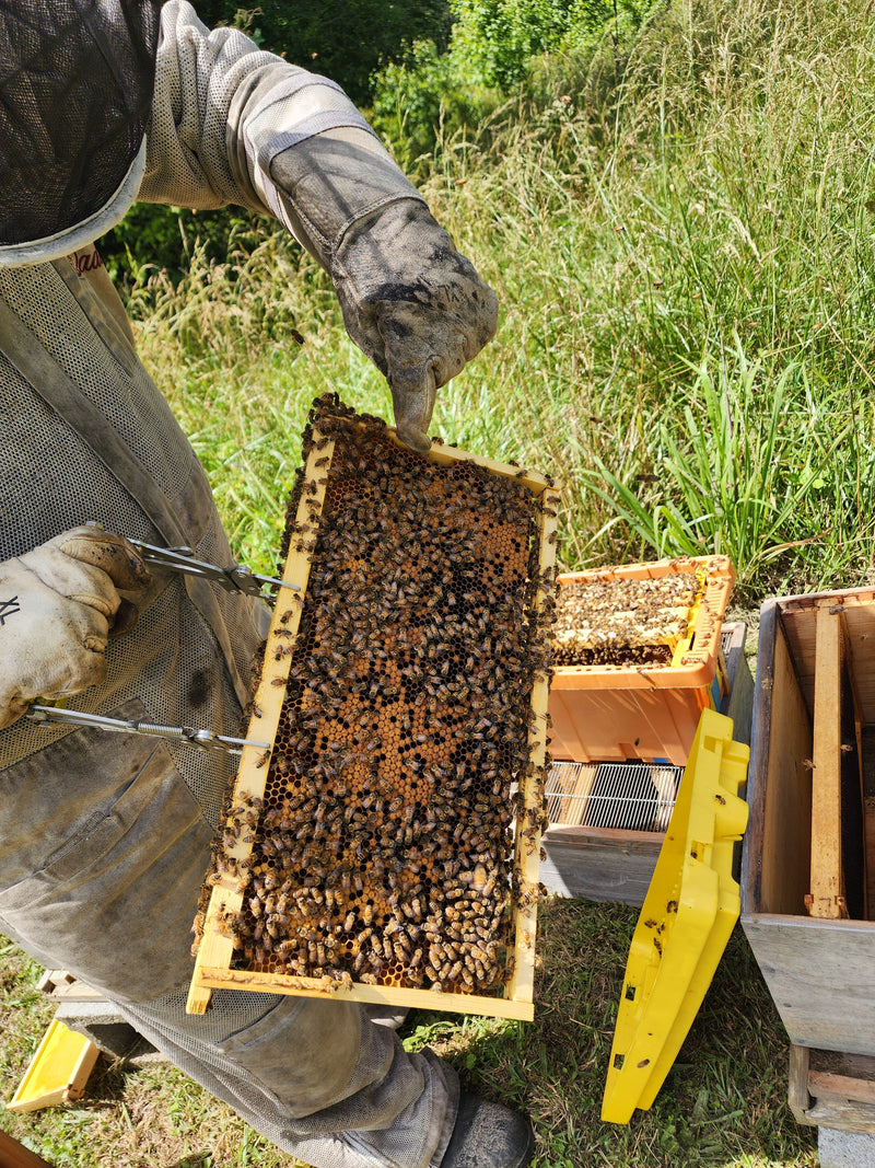 Capped Brood