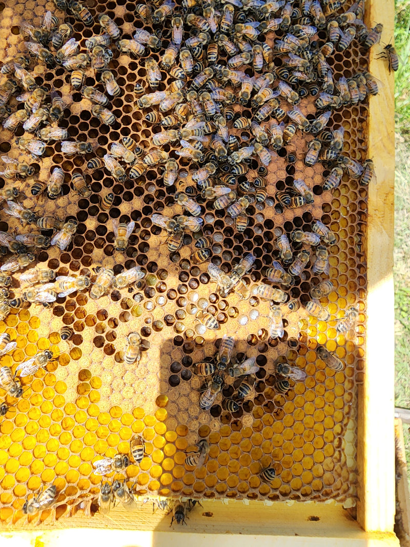 Baby Bee's Emerging