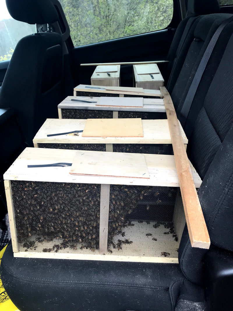 Bee Packages