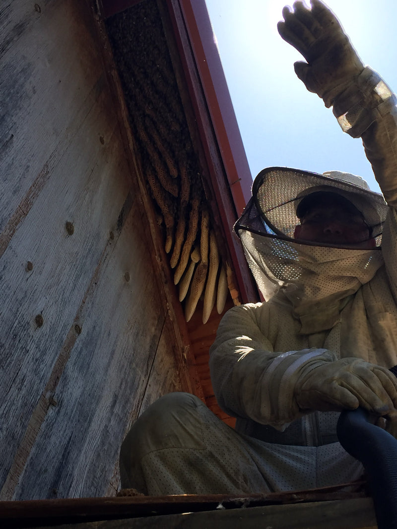 Bee Removal