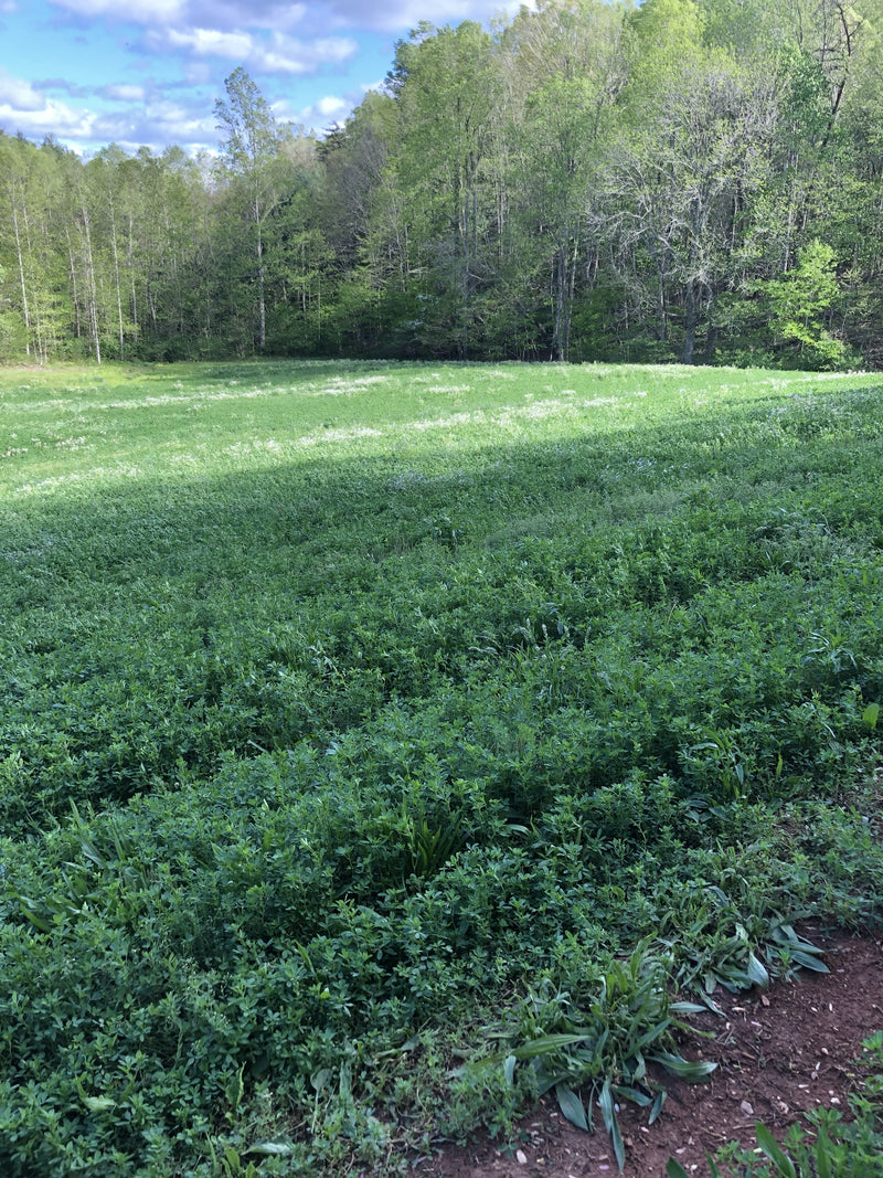 Alfalfa Field
