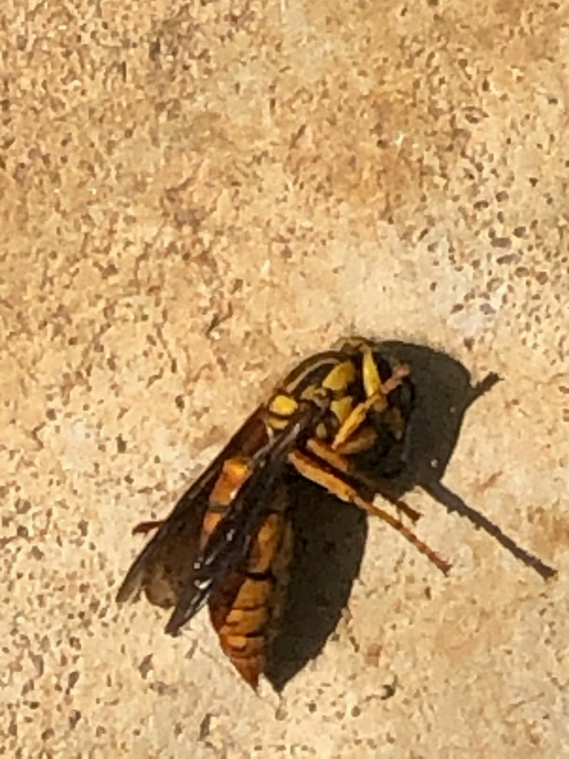 European Hornets