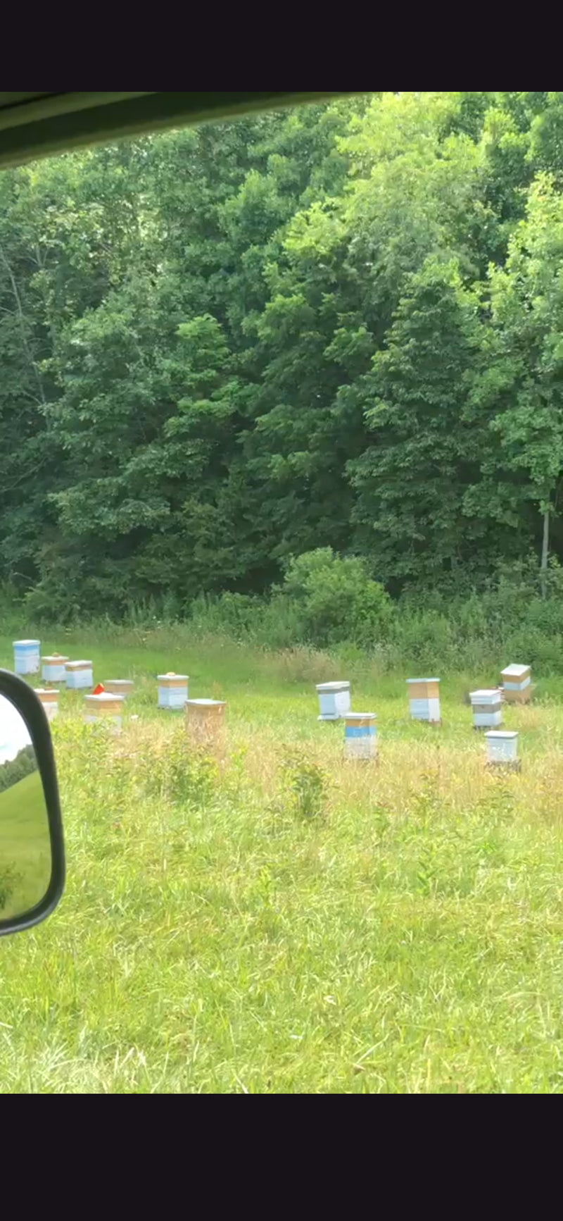 Georgia Hives