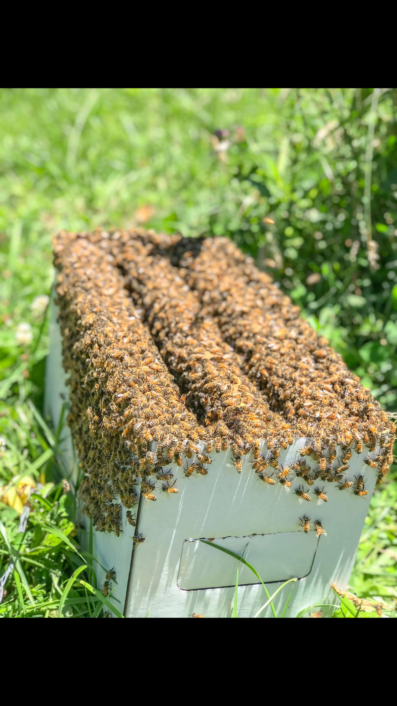 The Heart of the Hive