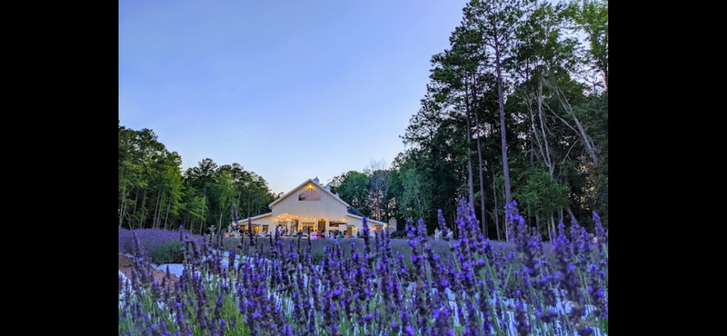 Lavender Field