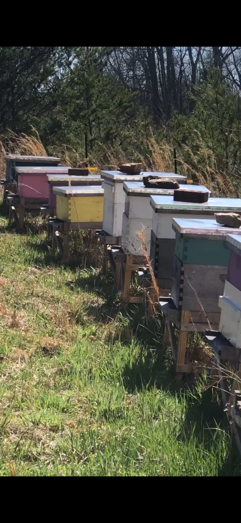 North Carolina Hives