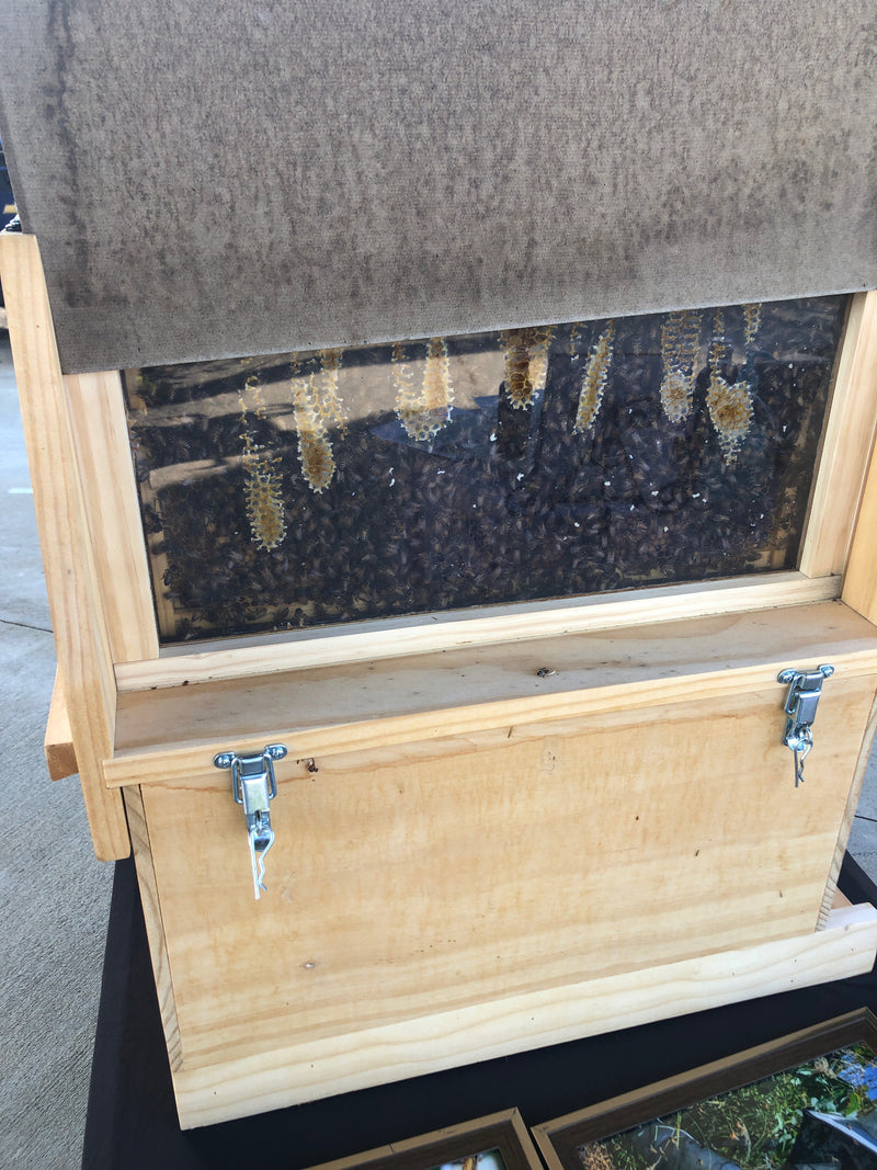 Observation Hives
