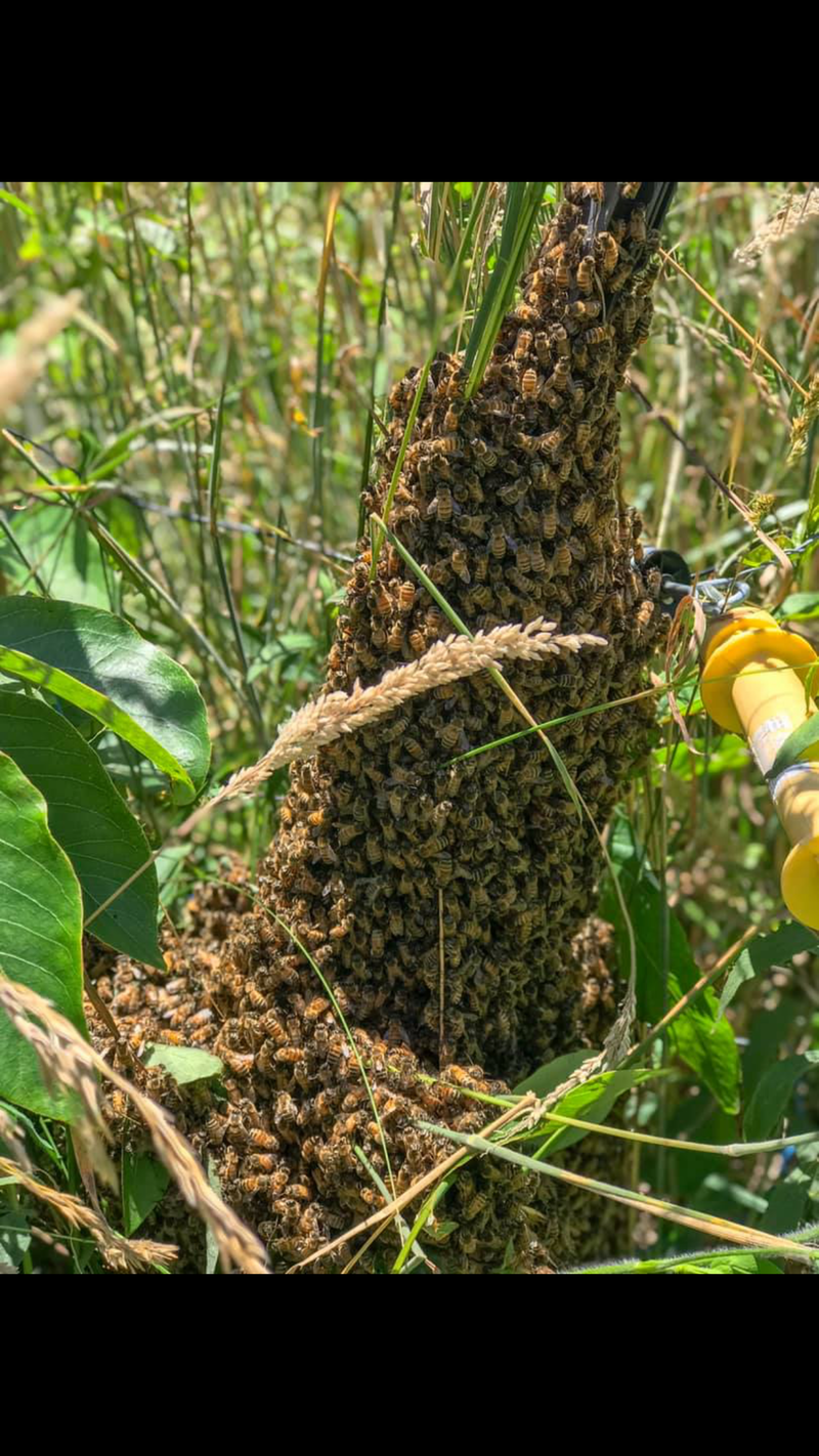 Bee Swarm