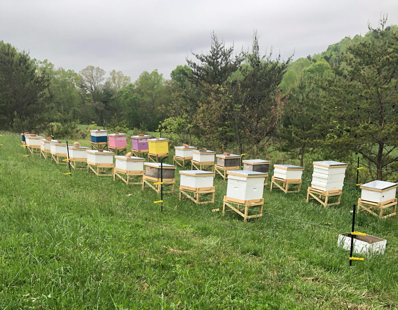 Virginia Hives