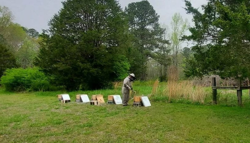 Tennessee Hives